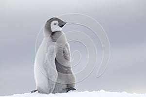 Emperor Penguin chick on ice photo