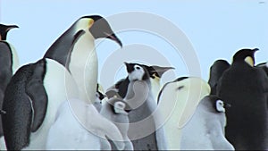 Emperor penguin chick with parent on Antarctica