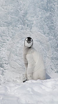 Emperor Penguin chick on snow in Antarctica