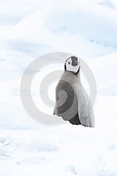 Emperor Penguin chick on ice