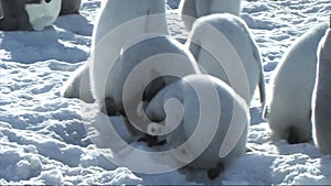 Emperor penguin chicks