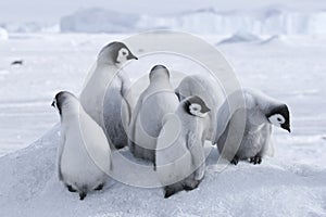 Emperor penguin chicks