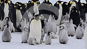 Emperor Penguin with chicks in Antarctica