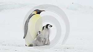 Emperor Penguin with chicks in Antarctica