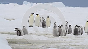 Emperor Penguin with chicks in Antarctica