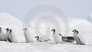 Emperor Penguin with chicks in Antarctica