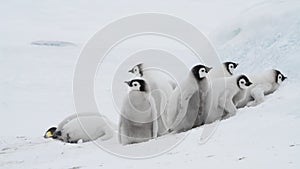 Emperor Penguin chicks, Aptenodytes forsteri, on the ice