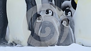 Emperor Penguin chicks ,Aptenodytes forsteri, on the ice