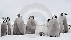 Emperor penguin chicks ,Aptenodytes forsteri, on the ice