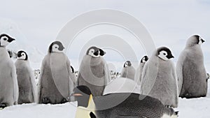Emperor penguin chicks, Aptenodytes forsteri, on the ice