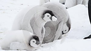 Emperor Penguin chicks ,Aptenodytes forsteri, on the ice in Antarctica