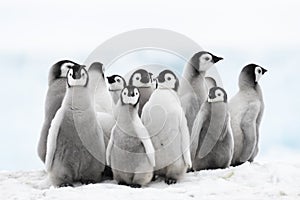 Emperor Penguin chicks on the ice