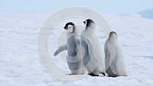 Emperor Penguin chicks on the ice