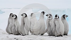 Emperor Penguin chicks on the ice