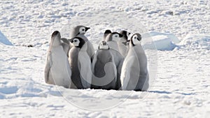 Emperor Penguin chicks on the ice