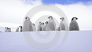 Emperor Penguin chicks on the ice