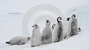 Emperor Penguin chicks on the ice