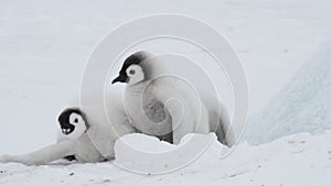 Emperor Penguin chicks on the ice