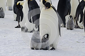 Emperor Penguin chicks and parent