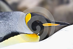 Emperor Penguin close-up in the snow