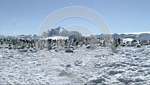 Emperor penguin colony