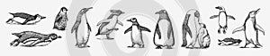 Emperor penguin colony. Adult with juveniles. Small family set. Vector graphics black and white drawing. Hand drawn