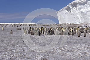 Emperor penguin colony in front of iceberg, , Weddell Sea, Antarctica