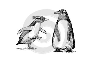 Emperor penguin and cute baby. Small cute family. vector graphics black and white drawing. Hand drawn sketch. Group of