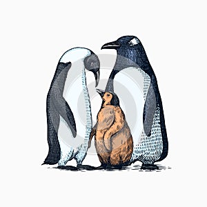 Emperor penguin and cute baby. Small cute family. vector graphics black and white drawing. Hand drawn sketch. Group of