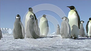 Emperor penguin family