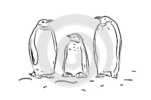 Emperor penguin family line drawing photo