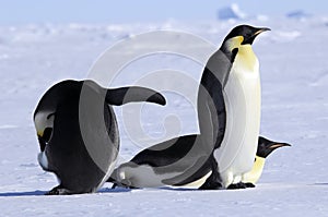 Emperor penguin group