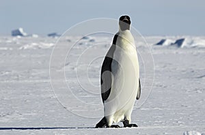 Emperor penguin in icescape