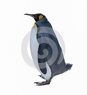 Emperor penguin isolated on white background photo