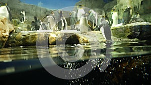 Emperor Penguin jumping into water. 4K footage from under the sea.