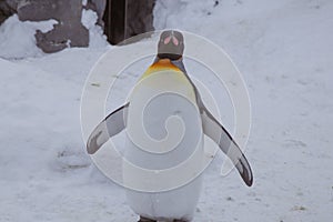Emperor penguin king of penguins species