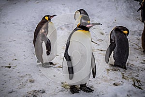 Emperor penguin king of penguins species