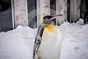 Emperor penguin king of penguins species