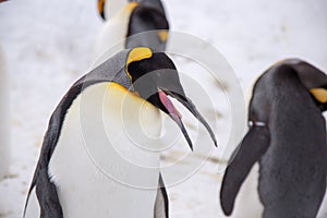 Emperor penguin king of penguins species