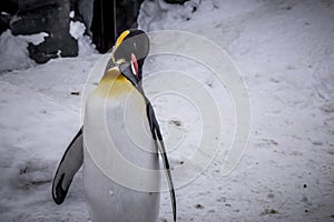 Emperor penguin king of penguins species