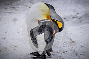 Emperor penguin king of penguins species