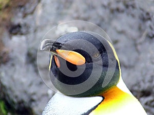 Emperor Penguin landscape portrait