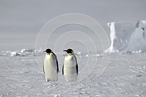 Emperor penguin pair