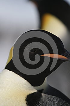 Emperor Penguin portrait
