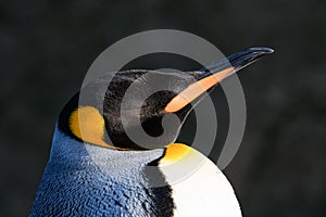 Emperor Penguin Portrait