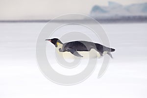 Emperor Penguin on it`s belly in the Weddell Sea