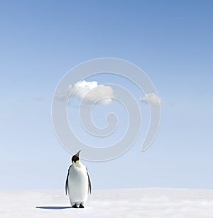 Emperor penguin on snowfield