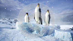 An emperor penguin stands in the middle of a snowstorm on a glacier and admires the sea. Huge high glaciers in winter