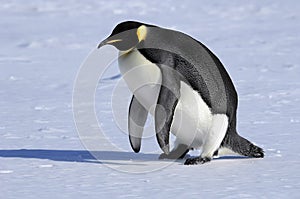 Emperor penguin stands up