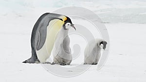 Emperor penguin with two chicks in Antarctica